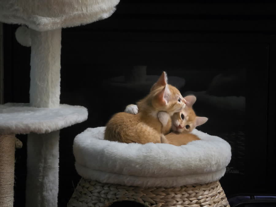 Two kittens sharing a perch on the cat tree