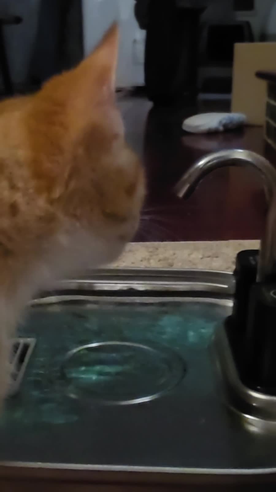 One of the kittens drinking from a running tap